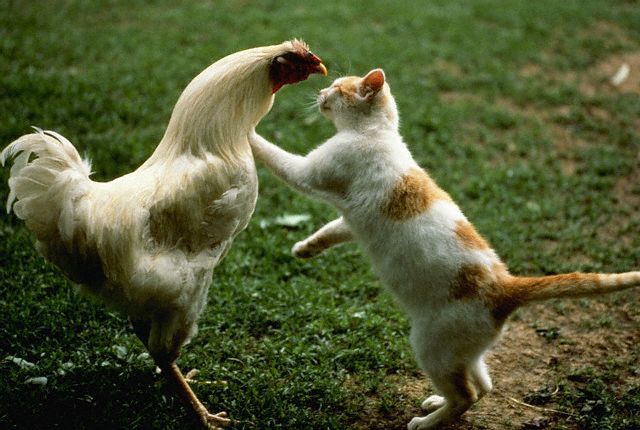 Cat-hen fight